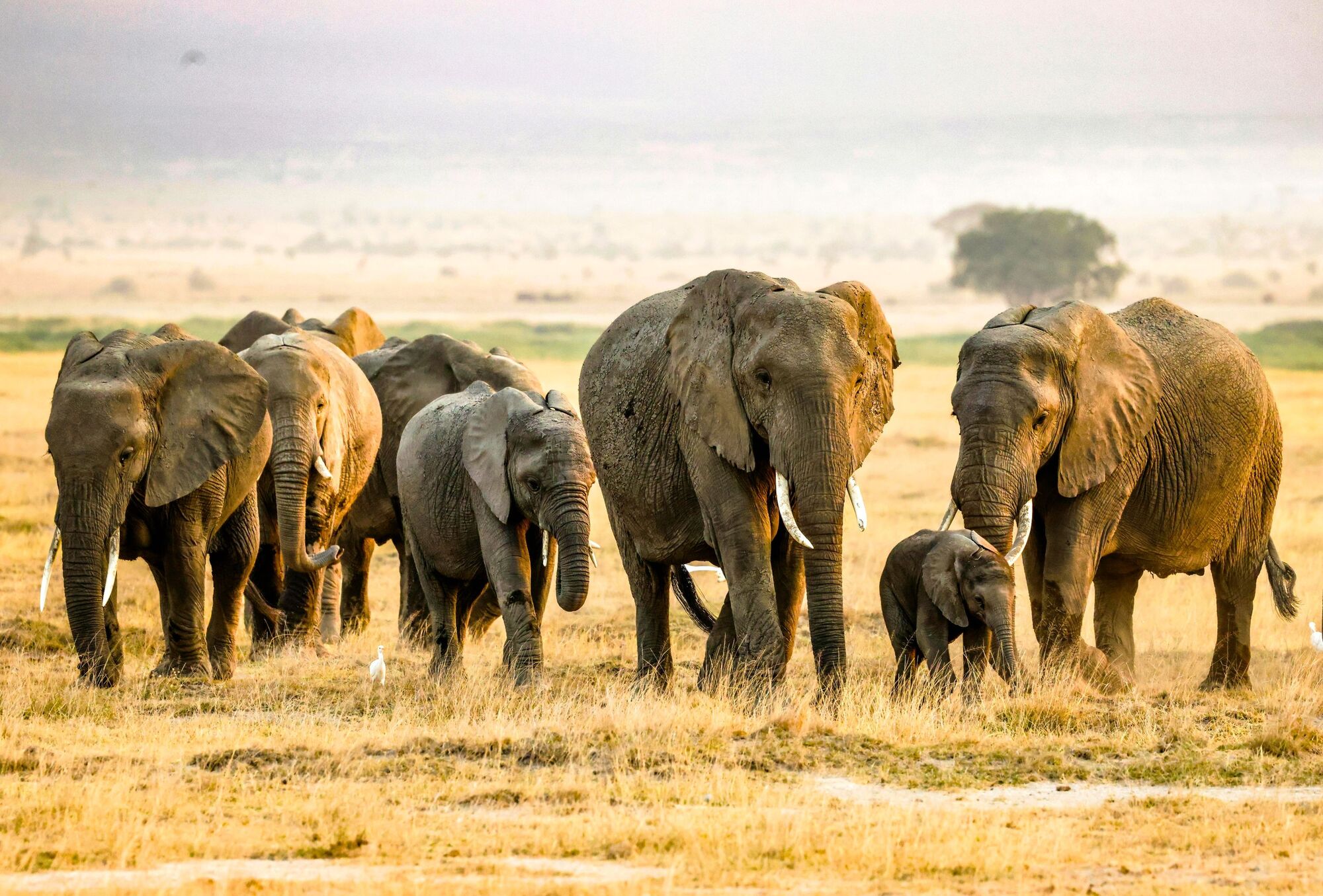 Join Mila's Herd this Sunday and talk everything elephants
